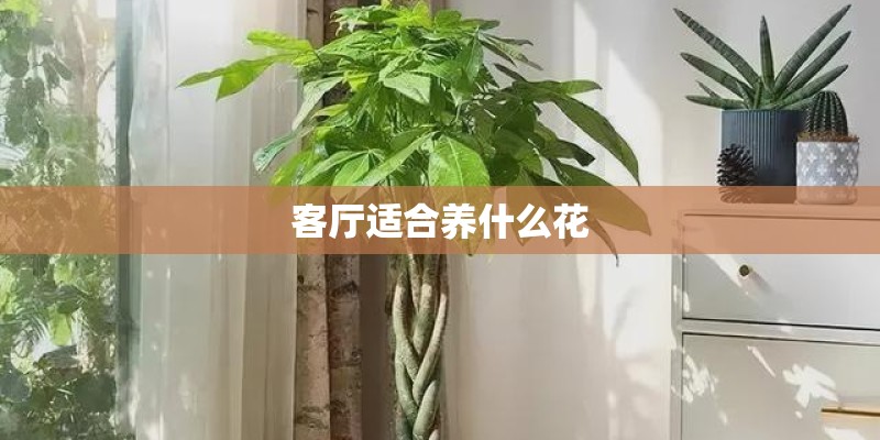 客厅适合养什么花