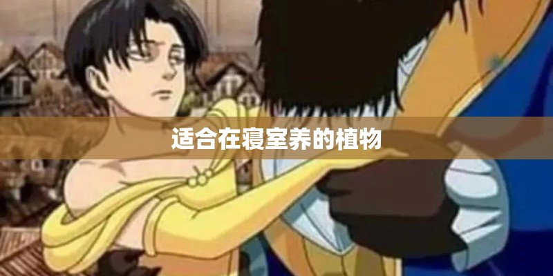 适合在寝室养的植物