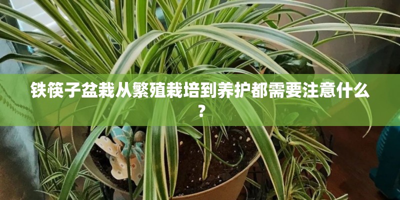 铁筷子盆栽从繁殖栽培到养护都需要注意什么？