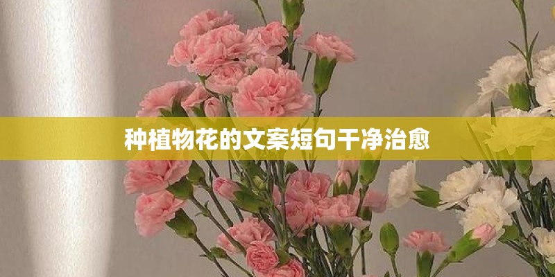 种植物花的文案短句干净治愈