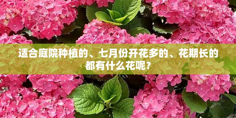适合庭院种植的、七月份开花多的、花期长的都有什么花呢？