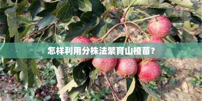 怎样利用分株法繁育山楂苗？