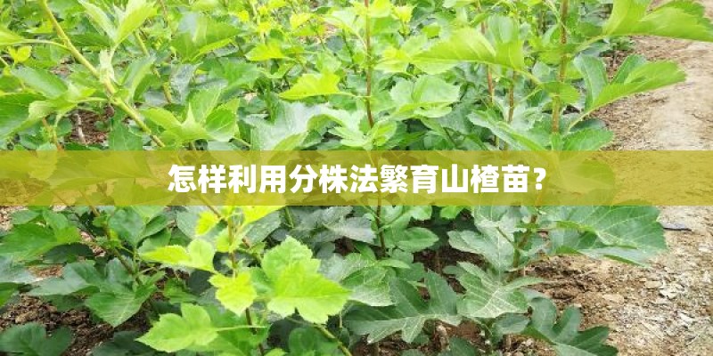 怎样利用分株法繁育山楂苗？