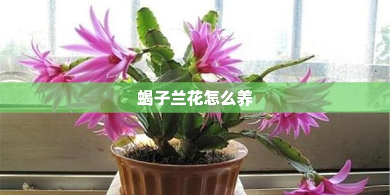 蝎子兰花怎么养