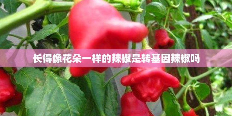 长得像花朵一样的辣椒是转基因辣椒吗