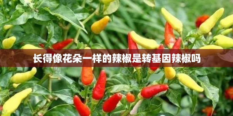 长得像花朵一样的辣椒是转基因辣椒吗