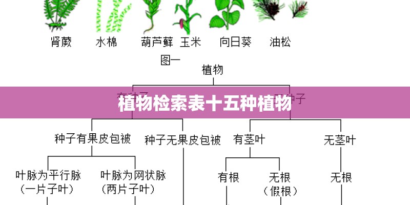 植物检索表十五种植物