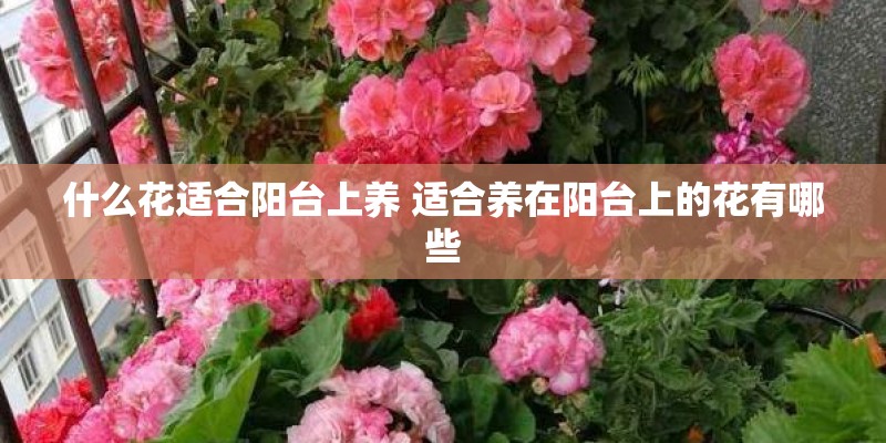 什么花适合阳台上养 适合养在阳台上的花有哪些