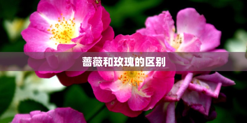 蔷薇和玫瑰的区别