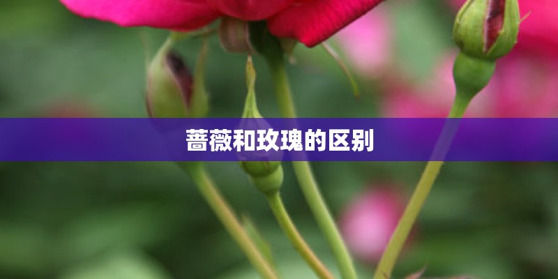 蔷薇和玫瑰的区别