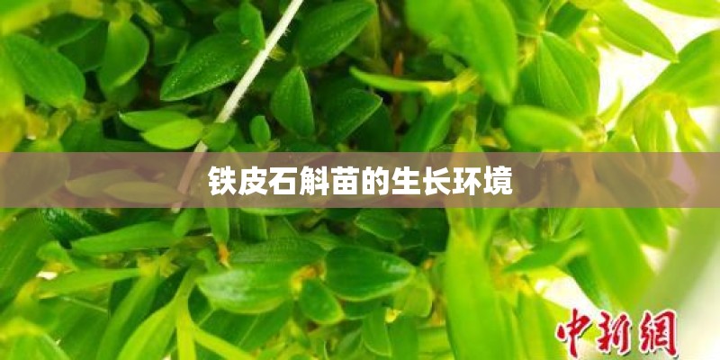 铁皮石斛苗的生长环境