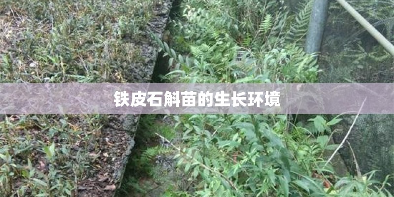 铁皮石斛苗的生长环境