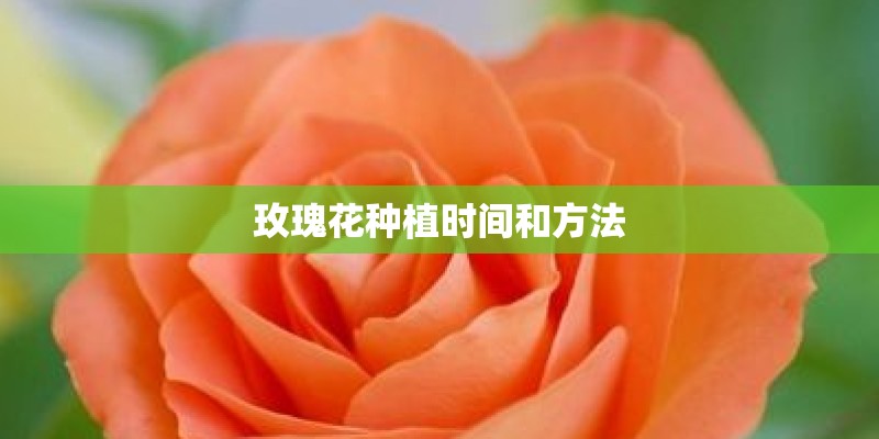 玫瑰花种植时间和方法