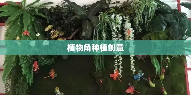 植物角种植创意