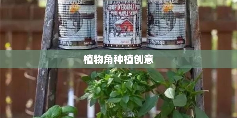 植物角种植创意