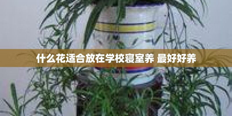 什么花适合放在学校寝室养 最好好养