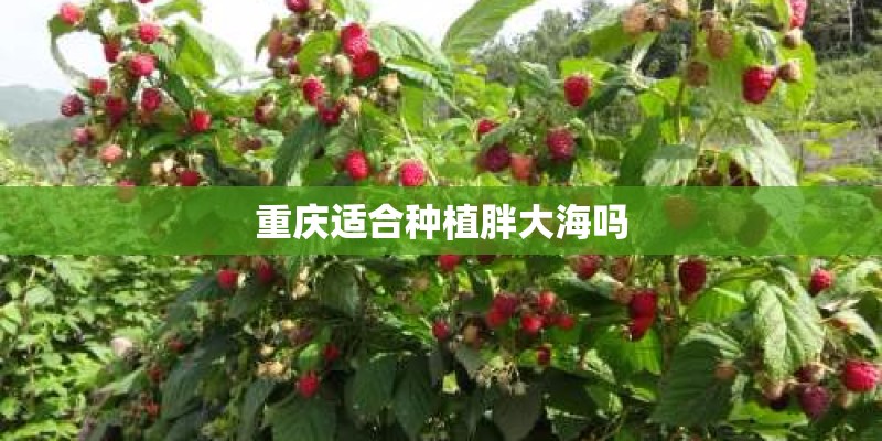 重庆适合种植胖大海吗