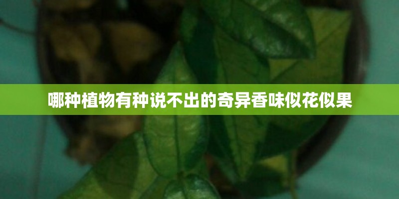 哪种植物有种说不出的奇异香味似花似果