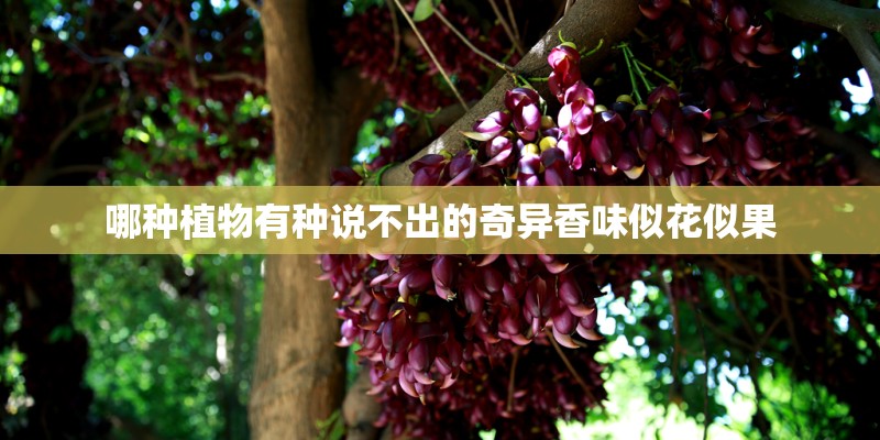哪种植物有种说不出的奇异香味似花似果