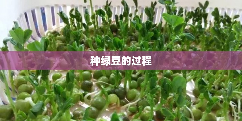 种绿豆的过程