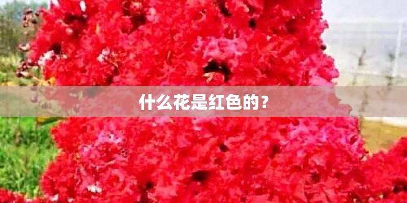 什么花是红色的？