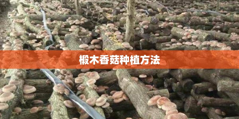 椴木香菇种植方法