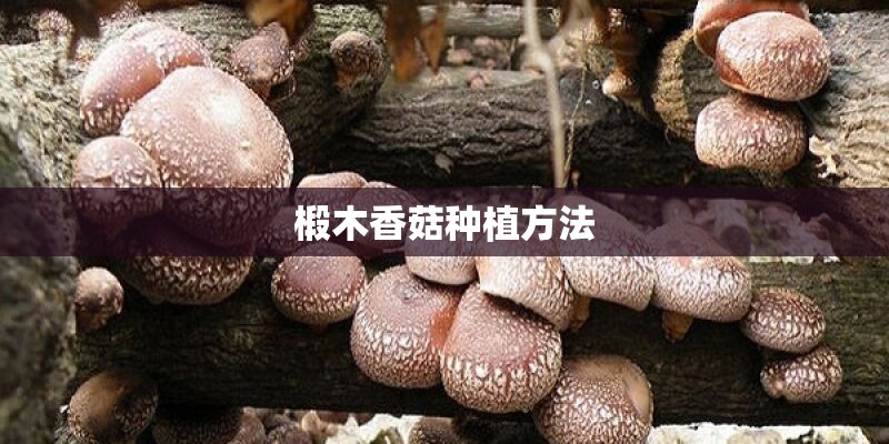 椴木香菇种植方法