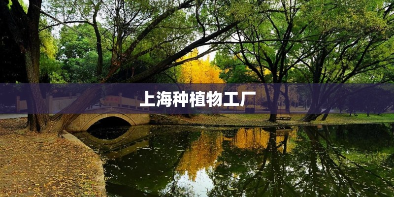 上海种植物工厂