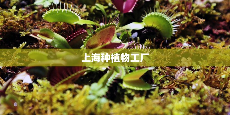 上海种植物工厂