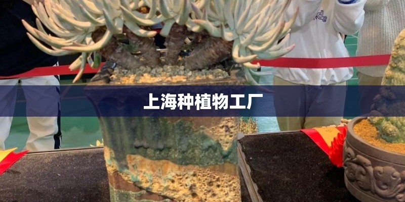 上海种植物工厂