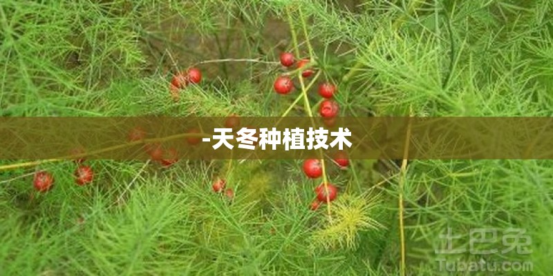 -天冬种植技术