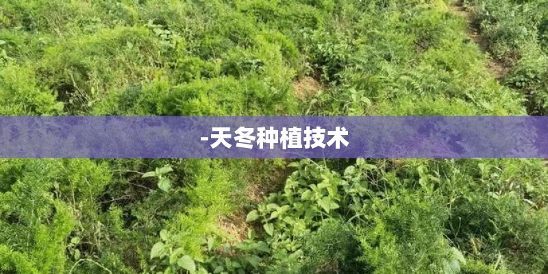 -天冬种植技术