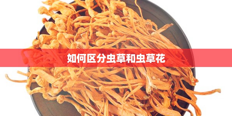 如何区分虫草和虫草花
