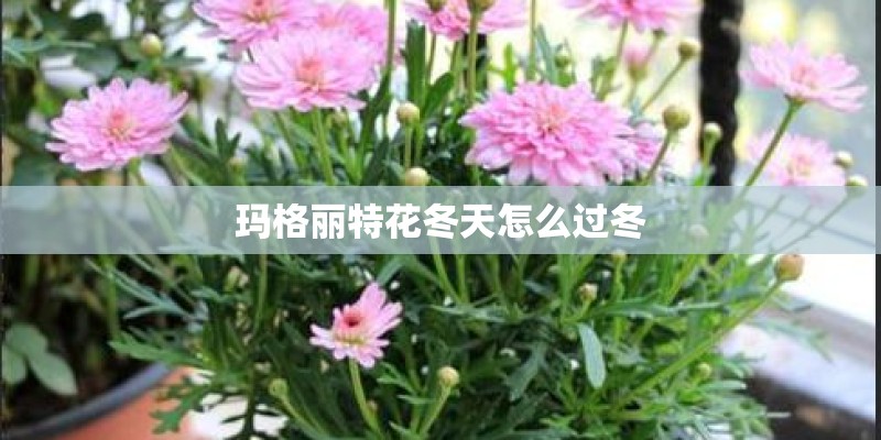 玛格丽特花冬天怎么过冬