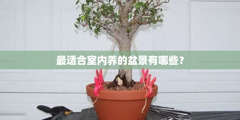 最适合室内养的盆景有哪些？