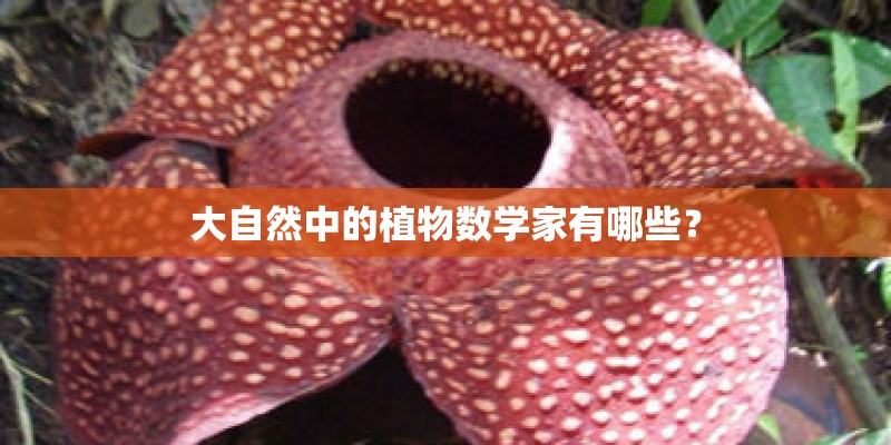 大自然中的植物数学家有哪些？