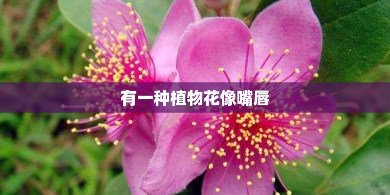 有一种植物花像嘴唇