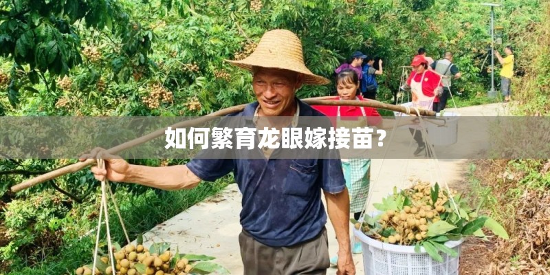 如何繁育龙眼嫁接苗？