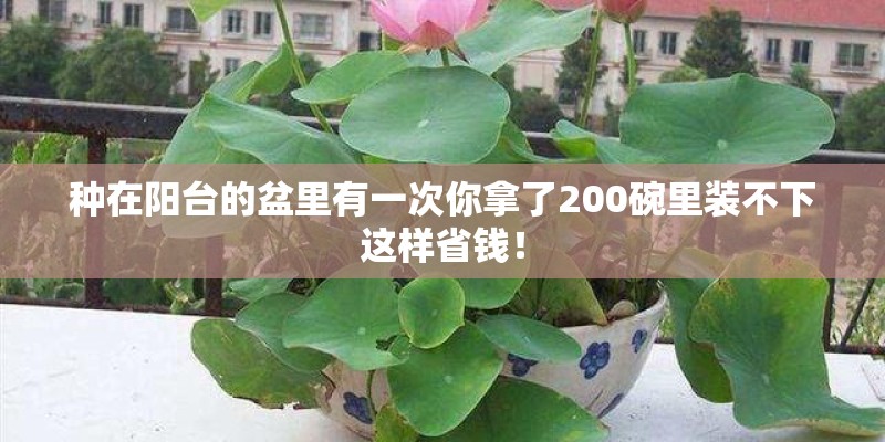 种在阳台的盆里有一次你拿了200碗里装不下这样省钱！