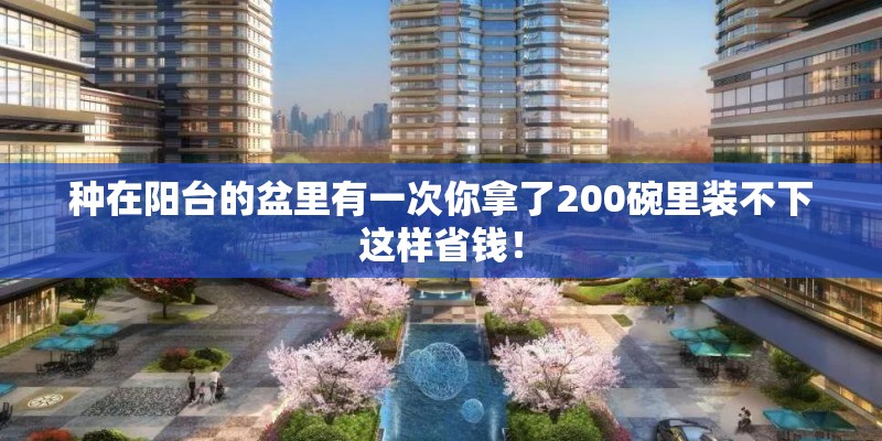 香椿苗怎么种植方法