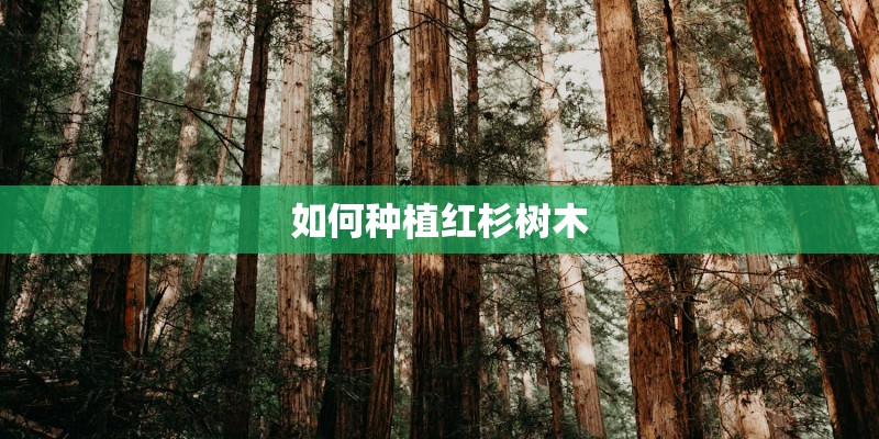 如何种植红杉树木