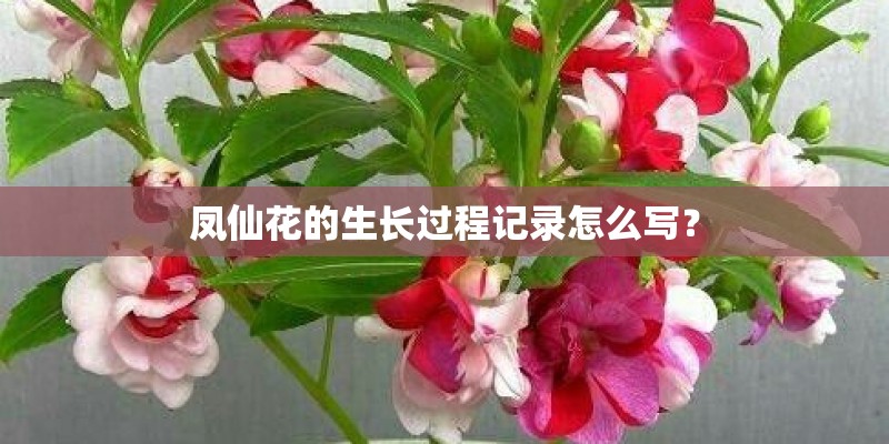 凤仙花的生长过程记录怎么写？