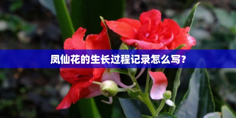 凤仙花的生长过程记录怎么写？