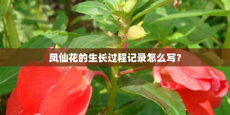 凤仙花的生长过程记录怎么写？