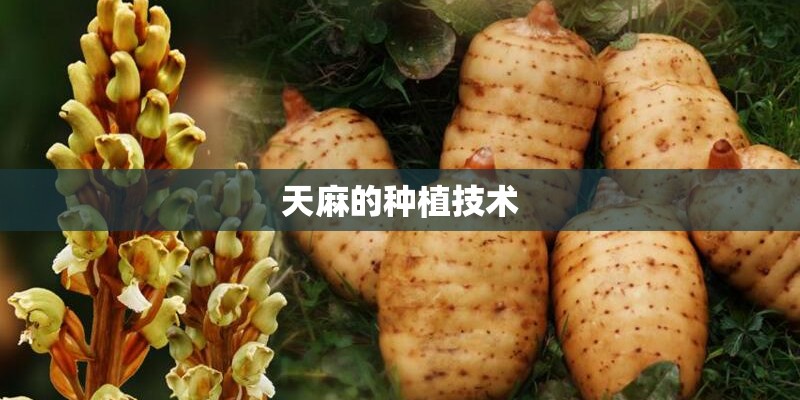 天麻的种植技术