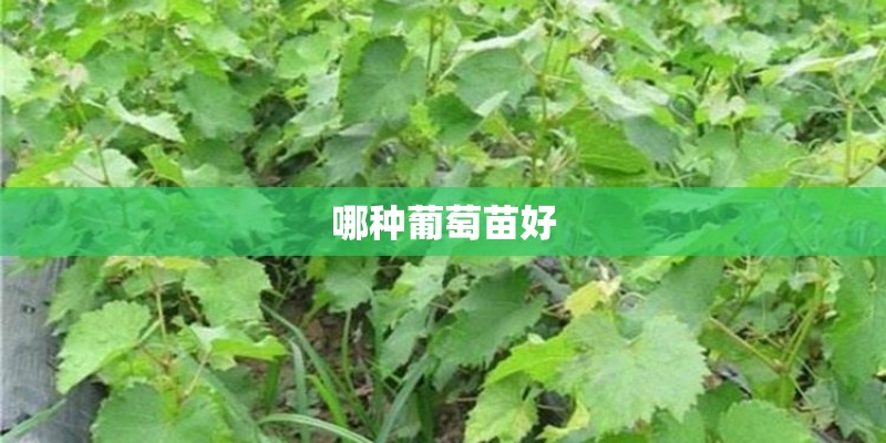 哪种葡萄苗好