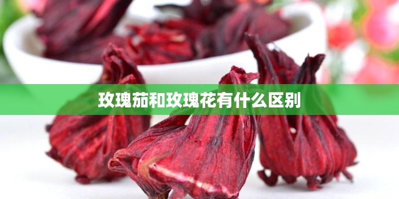 玫瑰茄和玫瑰花有什么区别