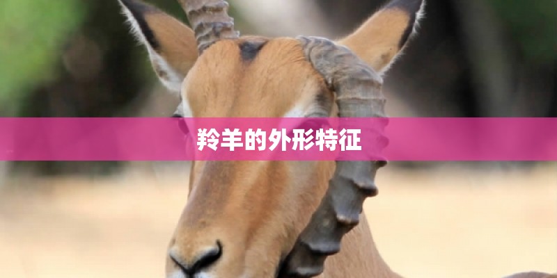 羚羊的外形特征