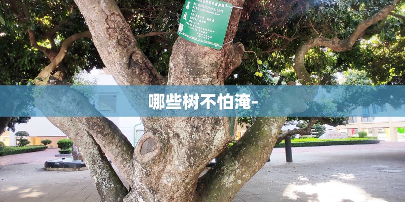 哪些树不怕淹-