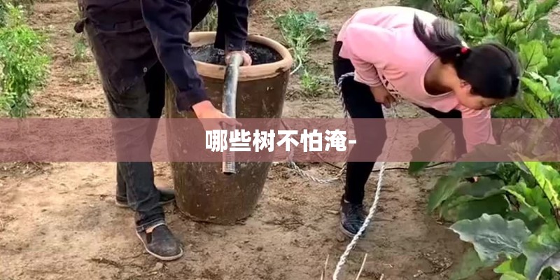 哪些树不怕淹-